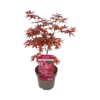 Acer platanoides Crimson Sentry