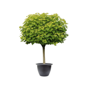 Acer platanoides Globosum 120