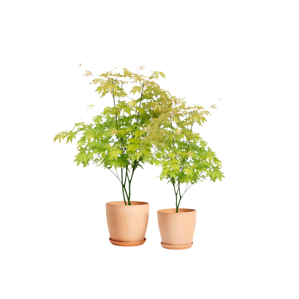 Acer palmatum Going Green