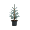 Abies concolor Violacea