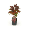 Acer palm Atropurpureum