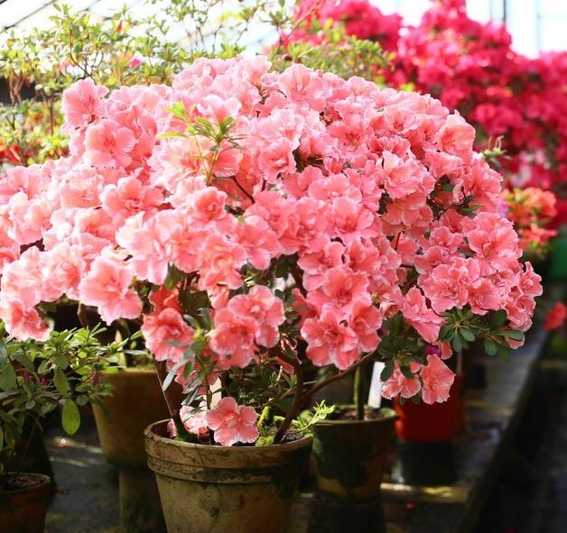 Azalea indica