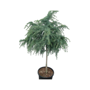 Cedrus Feeling Blue bonsai