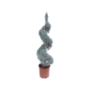 Cupressus arizonica spiral