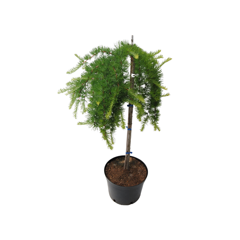 Larix kaempferi Varley Pendula