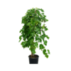 Morus alba Pendula