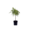 Cedrus deodara  AUREA - PENDULA