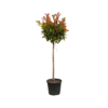 Photinia fraseri 'Red Robin' ¾ std