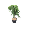 Cedrus libanii