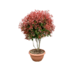 Photinia red robin multistems