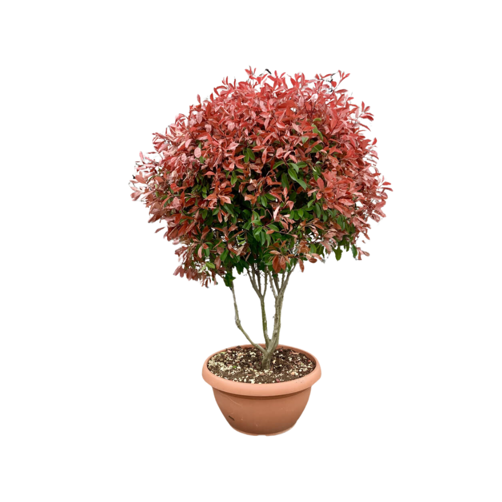 Photinia red robin multistems