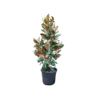 Magnolia grandiflora 12std