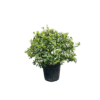Ilex mat Nelly Stevens ball