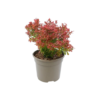 Berberis thunb Admiration