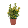Euonymus