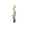 Hedera alger Gloire de Marengo