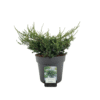 Juniperus comm Repanda