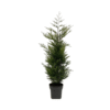 Cupressocyparis leylandii