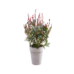 PHOTINIA X FRASERI PINK MARBLE