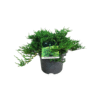 Juniperus hor. Prince of Wales