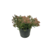 Juniperus horizontalis Mother Lode