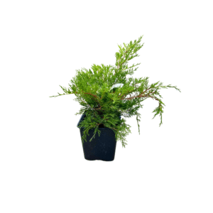 Juniperus media Old Gold