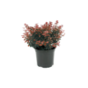 Berberis thunb Atropurpurea Nana