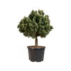 Pinus Mugo