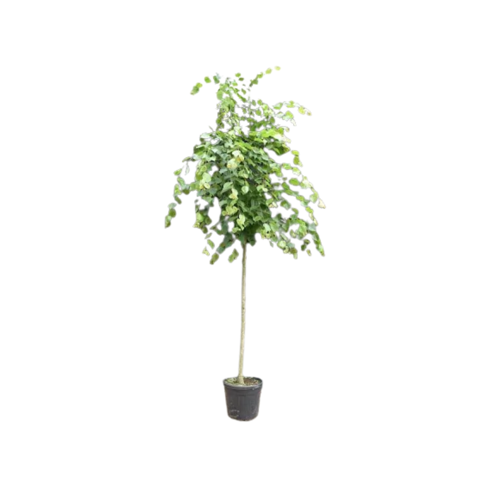 Tilia Cordata