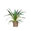 Yucca gloriosa