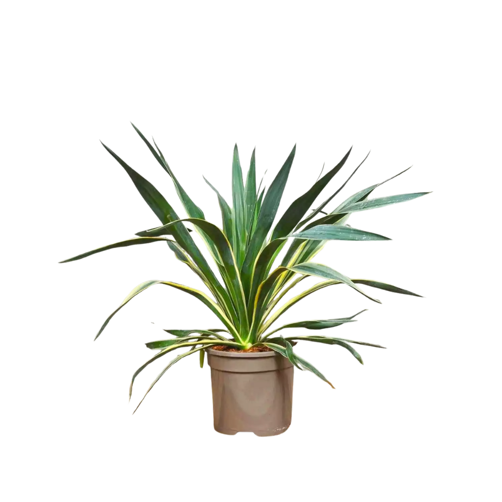 Yucca gloriosa