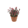 Photinia f Magical Vulcan