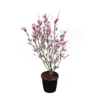 Magnolia Susan