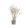 Magnolia stellata ¼std
