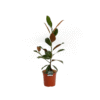 Magnolia grandiflora Ferruginea