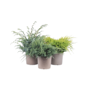 plante 1`
