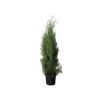 Cupressocyparis leylandii