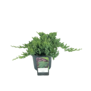 Juniperus procumbens Nana