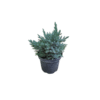 Juniperus squamata Blue Star