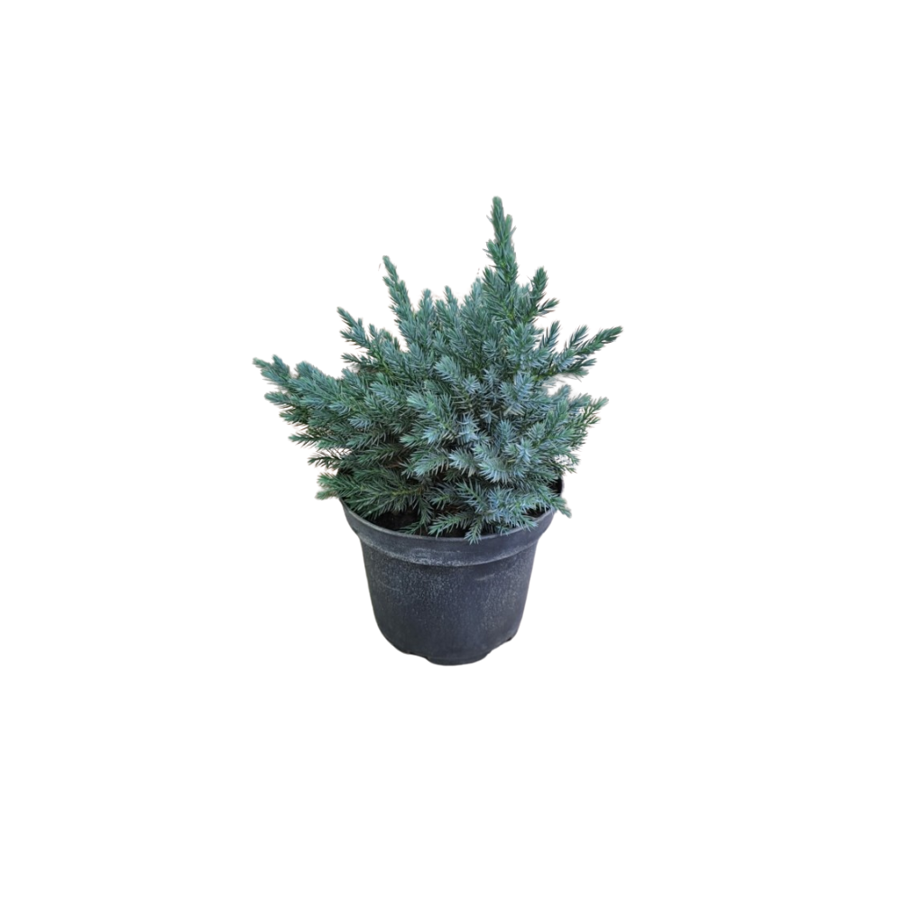 Juniperus squamata Blue Star
