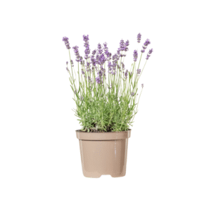 Lavandula ang Hidcote