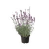Lavandula ang. Munstead