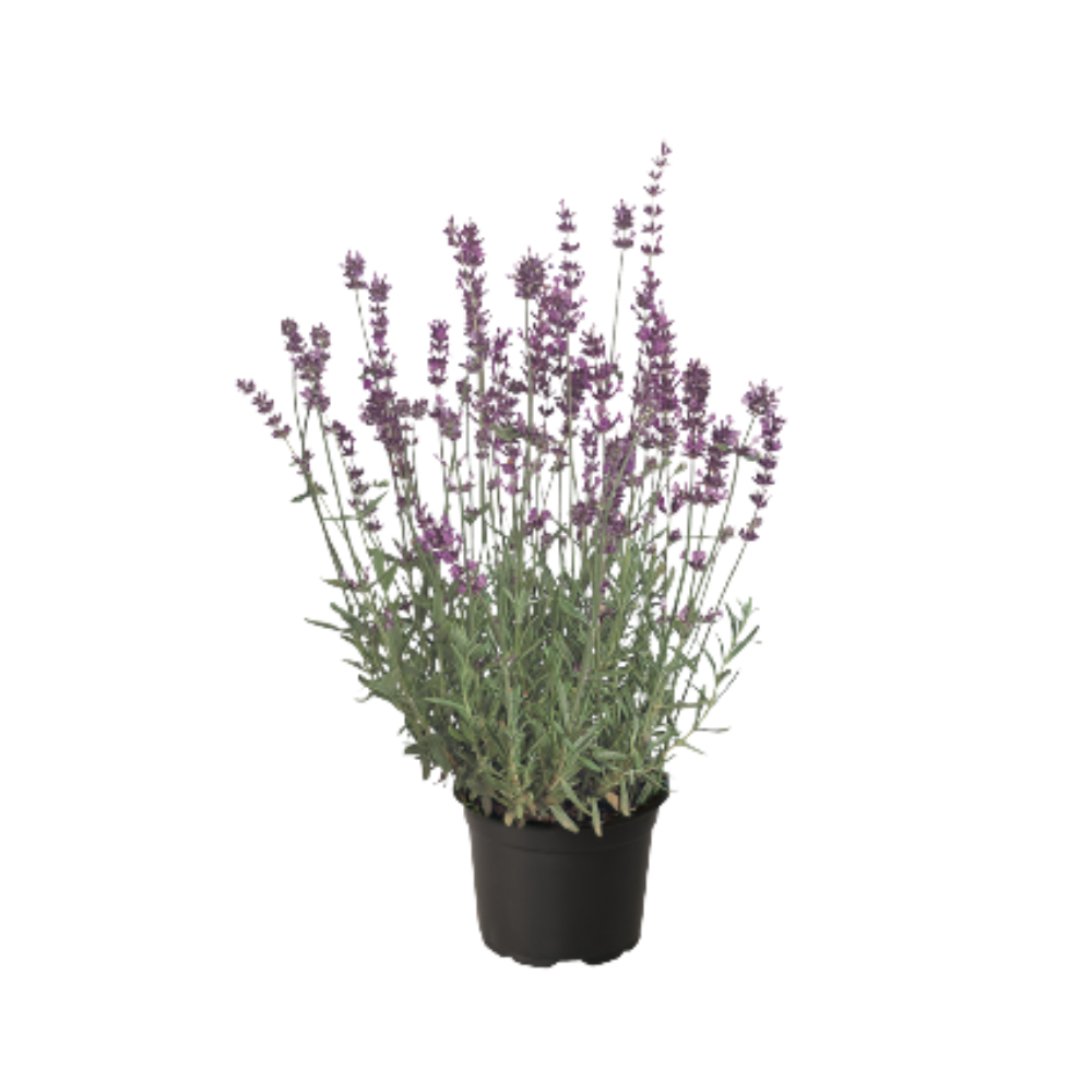 Lavandula ang. Munstead