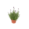 Lavandula angustifolia