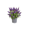 Buddleja Lochinch