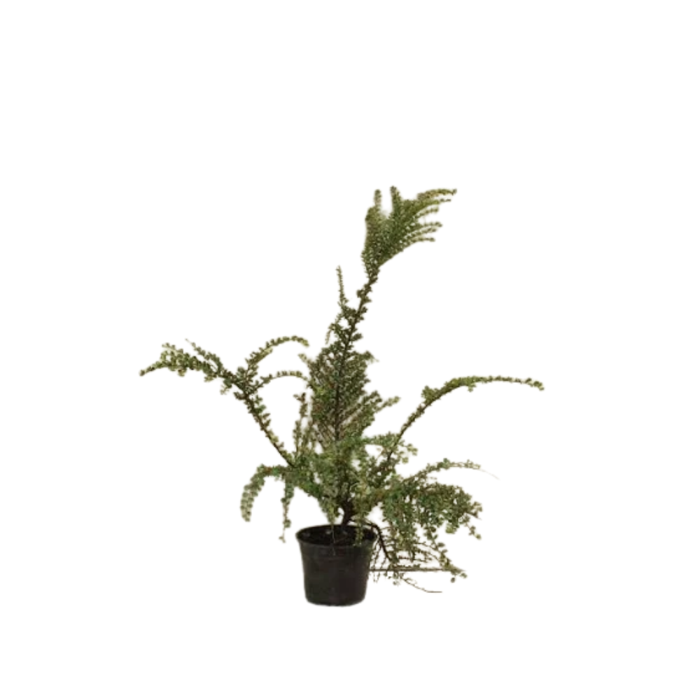 Cotoneaster horizontalis