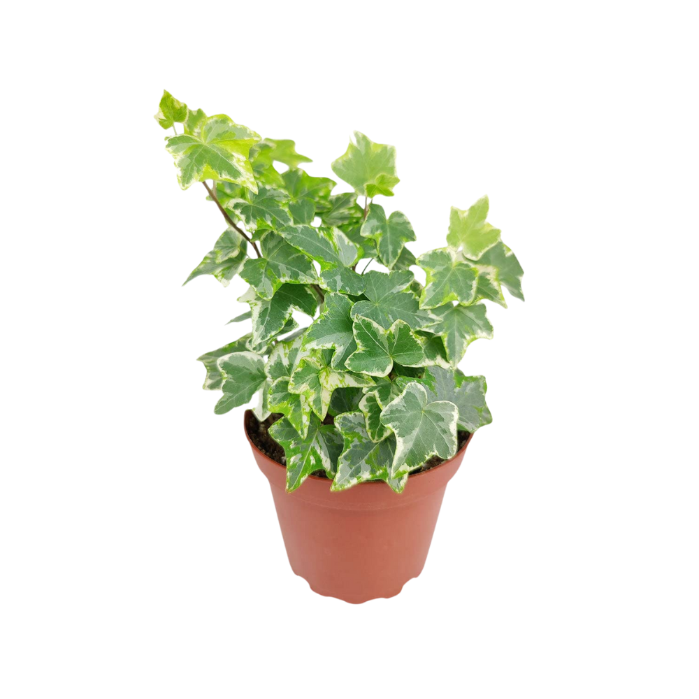 Hedera helix Golden Kolibri - Grădini la Cheie