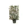 Photinia fraseri compacta espalier