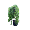 Morus alba Pendula