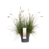 Pennisetum alopecuroides Hameln